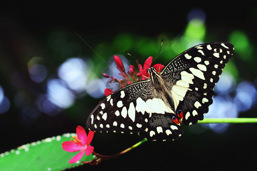 美丽的蝴蝶宏观学家飞行漏洞动作场景太阳野生动物翅膀植物学图片