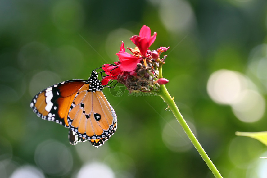 蝴蝶野外动物植物学漏洞生物学阳光昆虫学家翅膀场景动物图片