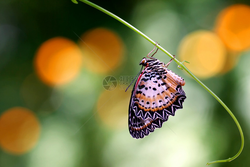 蝴蝶翅膀植物学公园阳光天线宠物野外动物飞行场景漏洞图片