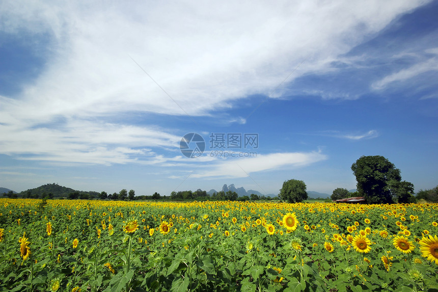 向日向农业宏观花头阳光场景天空生长场地花瓣叶子图片