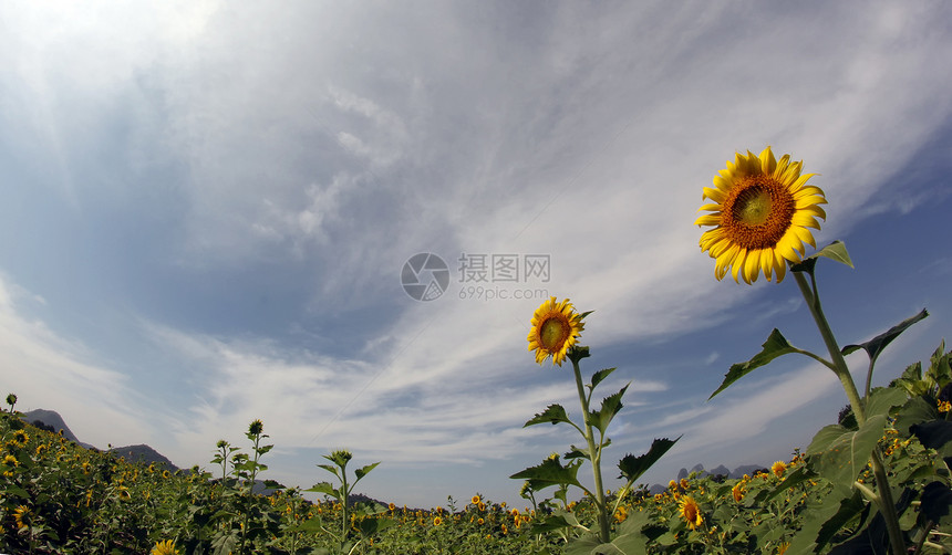 向日向天空宏观花瓣叶子花头农业背景风光阳光太阳图片