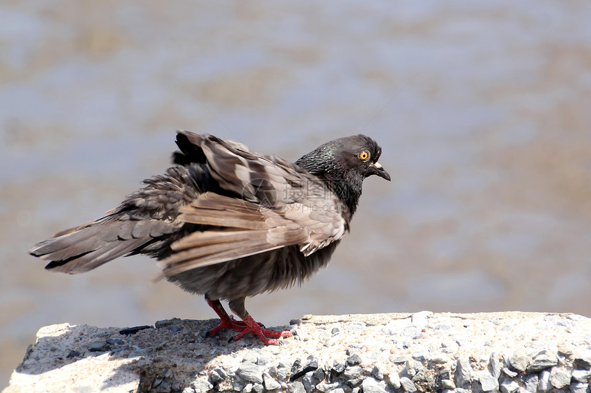鸽子巢鸟象征宠物动作动物飞行翅膀野外动物符号自由图片