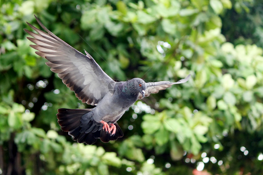 飞鸽自由羽毛翅膀象征动物动作符号鸟群灵魂野外动物图片