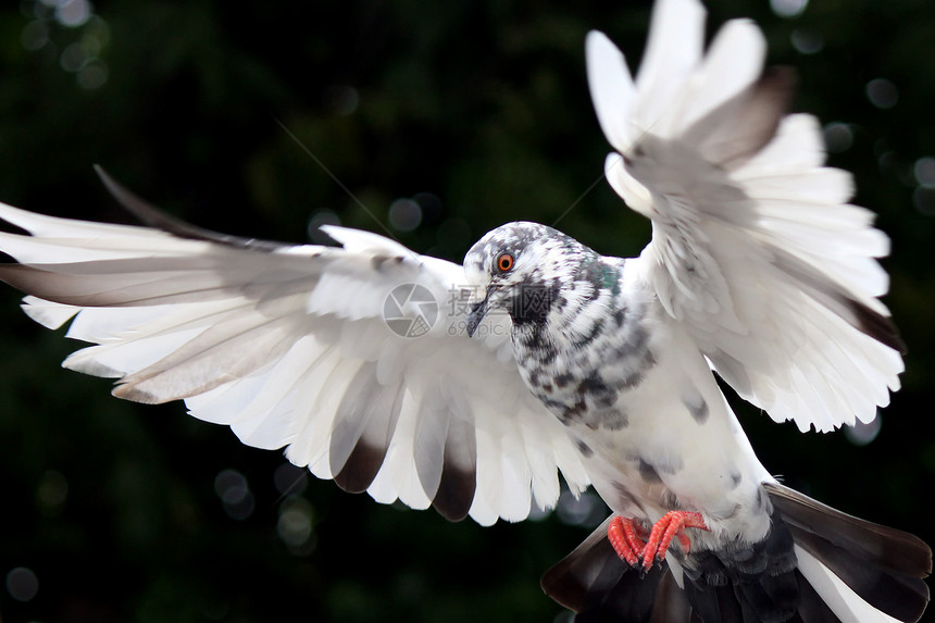 飞鸽动物象征符号巢鸟宠物羽毛灵魂天空野外动物动作图片
