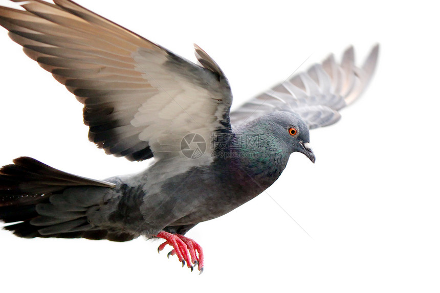 飞鸽天空羽毛象征翅膀灵魂飞行鸟群巢鸟宠物符号图片