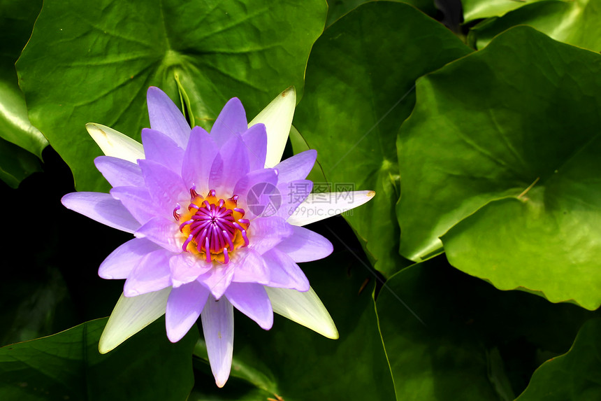 莲花花快乐场景太阳花束植物学花瓣天空阳光种植场地图片