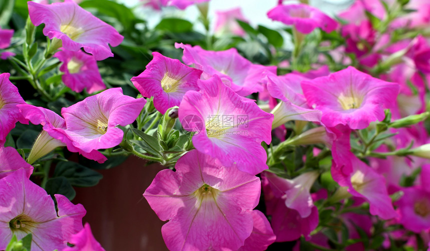 鲜花背景花瓣宏观花头枝条植物学花束场地农业太阳图片