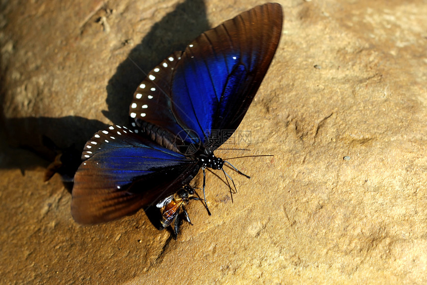 蝴蝶和蜜蜂野外动物翅膀漏洞阳光公园动物场地背景天线动作图片