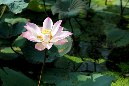 莲花花田园种植叶子花束草地热带风光花园花卉场景背景图片