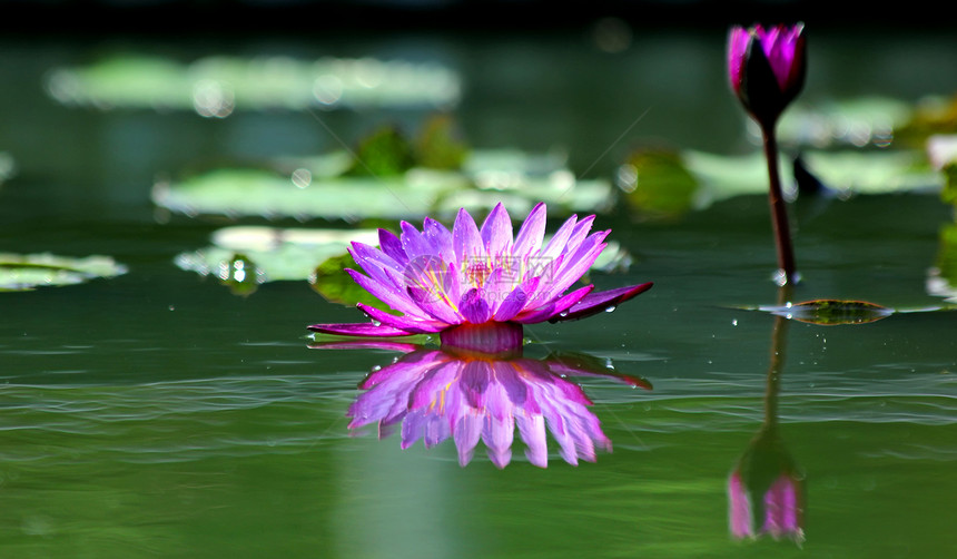 莲花花植物学粉色绿色紫色宏观场景花头液体池塘花瓣图片