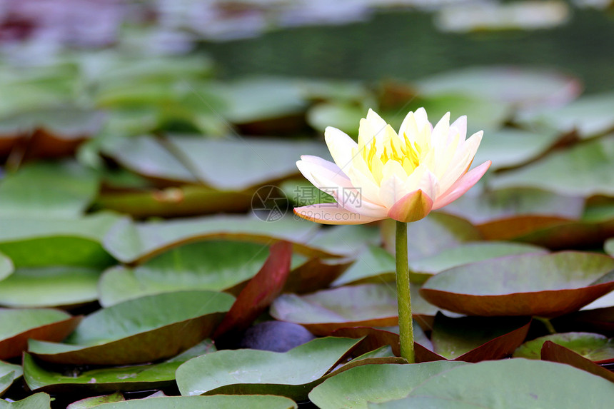 莲花花色彩植物学花朵叶子宏观热带植物花卉场景花瓣图片