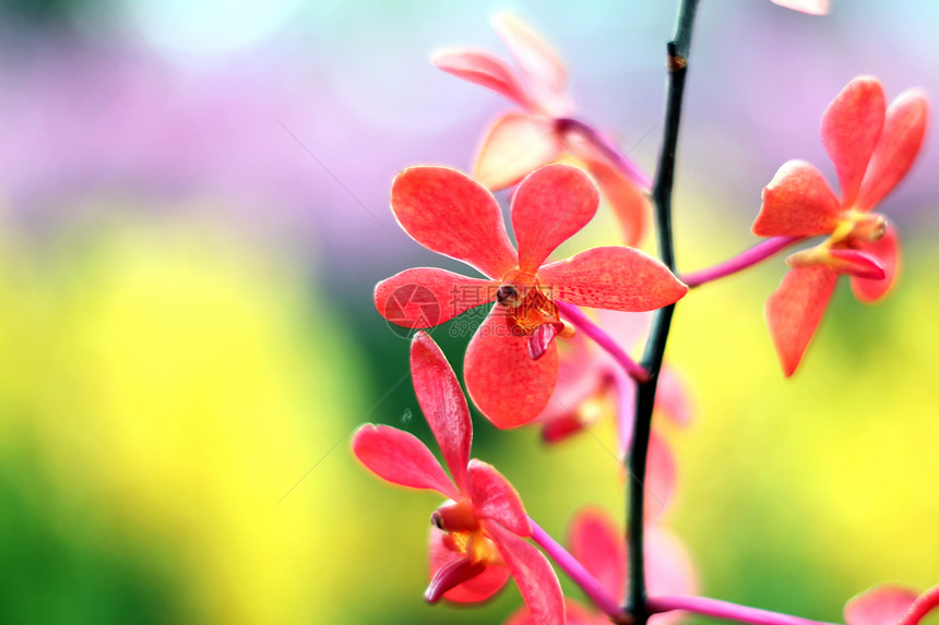 兰花枝条种植紫色栽培石斛背景花束花头热带植物图片