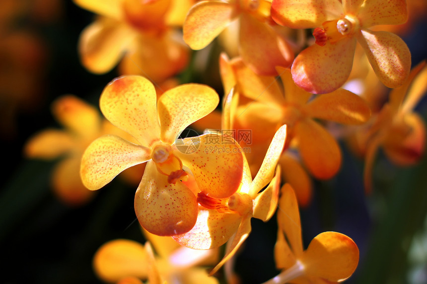 兰花热带花卉宏观橙子农业奢华石斛叶子紫色花束图片