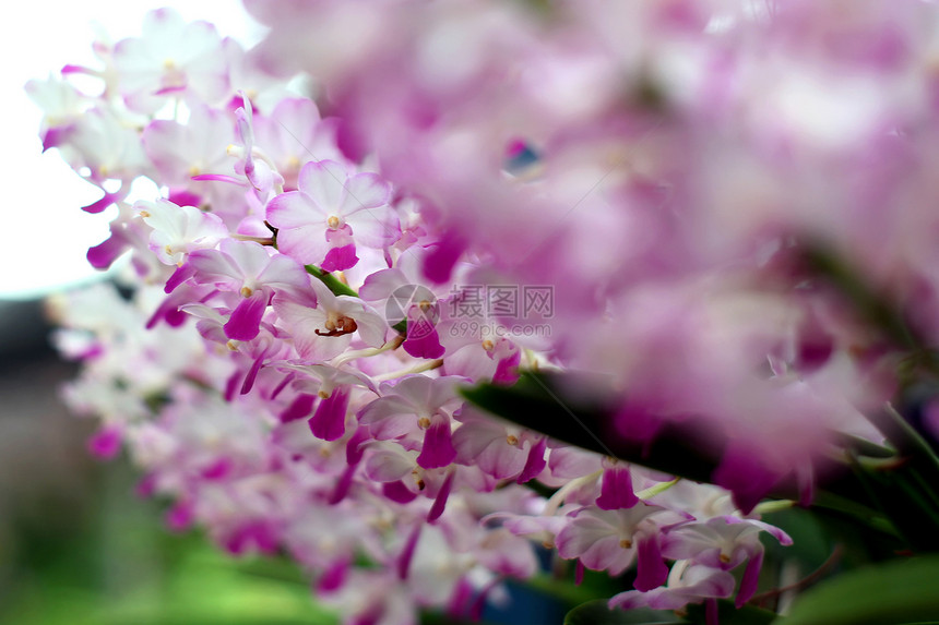 兰花花瓣种植花头橙子生长叶子热带农业背景石斛图片