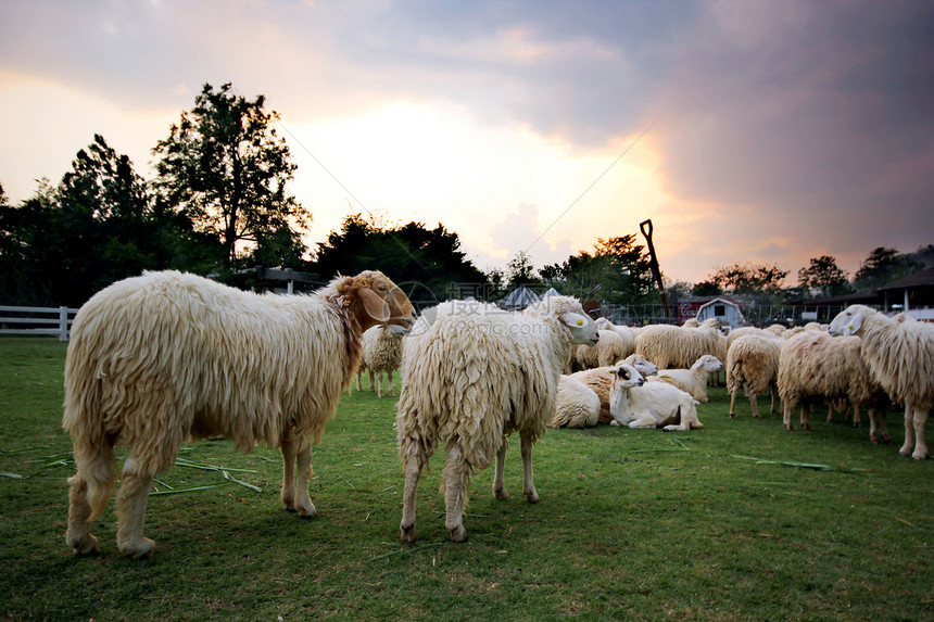 羔羊宠物白色场地哺乳动物牧羊人天空农业绿色牧场农场图片