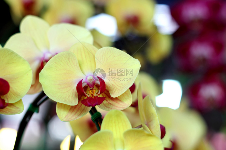 兰花植物叶子热带花卉背景种植栽培橙子宏观花瓣图片