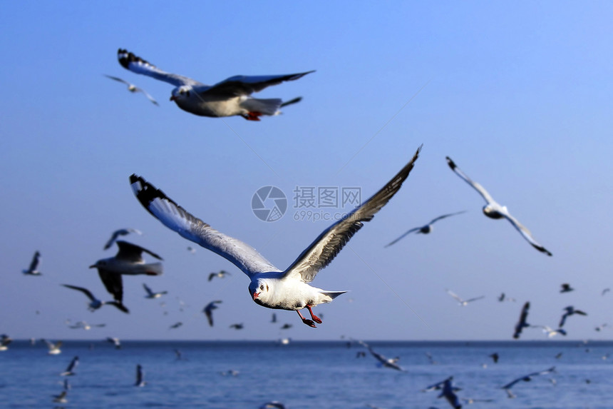 飞行中的海鸥宠物海鸟鸟群动作动物海岸线鸟类海滩水鸟道路图片