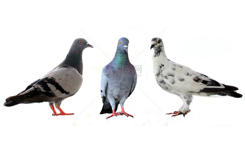三只鸽子象征鸟群行动白色海鸟天空宠物飞行荒野羽毛图片