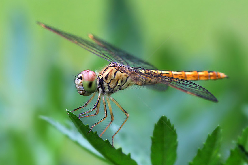 龙森林野生动物动物昆虫天线宏观害虫行动翅膀叶子图片