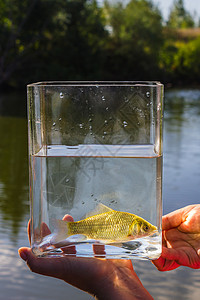 救星在湖底的玻璃罐中的小鱼钓鱼摄影玻璃环境授权宠物阳光鲤鱼鲫鱼生活背景