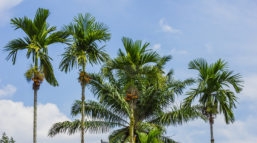 在阳光明媚的日子 椰枣树的果实森林假期树林棕榈摄影天空场景树干场地生长图片