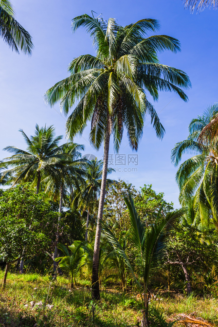在阳光明媚的日子 椰枣树的果实树林生活假期游客棕榈岛屿叶子旅行天空场地图片
