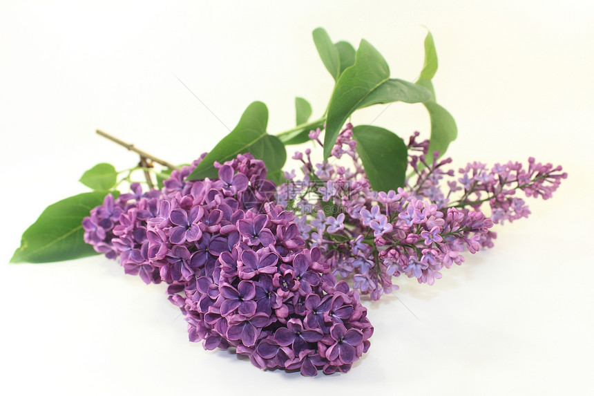 丁烯醇植物群香味紫色白色绿色花序植物学花束植物长老图片