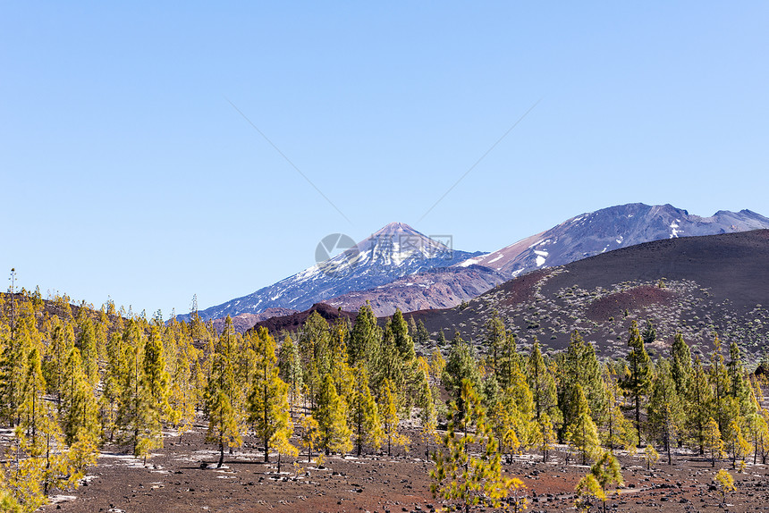 Teide 国家公园荒地和树木图片