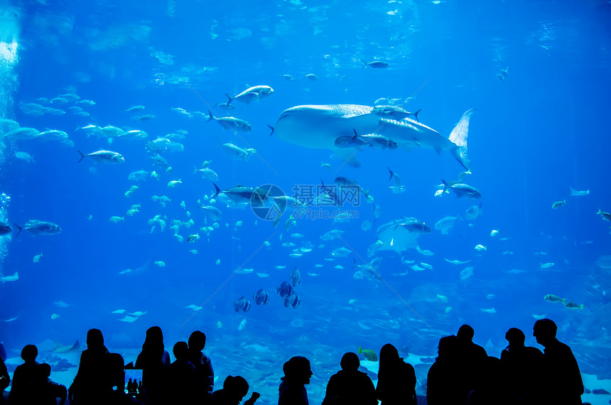 在水族馆游泳的鲸鱼鲨鱼 与观察者潜水员手表相机动物群剧院海洋蓝色旅行旅游潜水图片