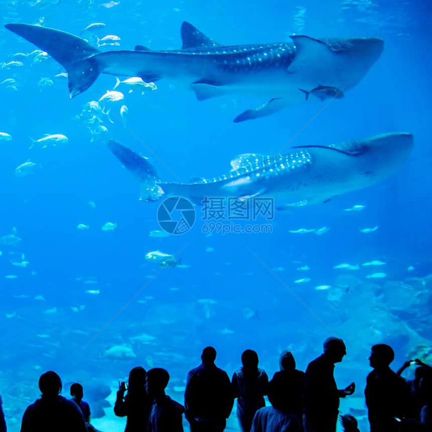 在水族馆游泳的鲸鱼鲨鱼 与观察者旅行相机潜水员旅游野生动物手表动物群潜水海洋蓝色图片