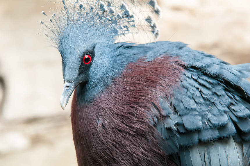 外来鸟类维多利亚州古拉野生动物鸽子蓝色男性情调异国濒危动物图片