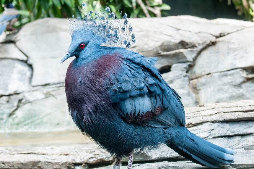 外来鸟类维多利亚州古拉情调蓝色野生动物男性濒危鸽子动物异国图片