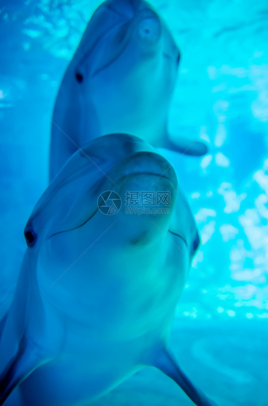 海豚装扮成摄像头特辑生物微笑乐趣生活野生动物鼻子哺乳动物海洋荒野水池图片