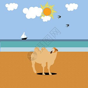 沙滩上的骆驼海滩背景图片