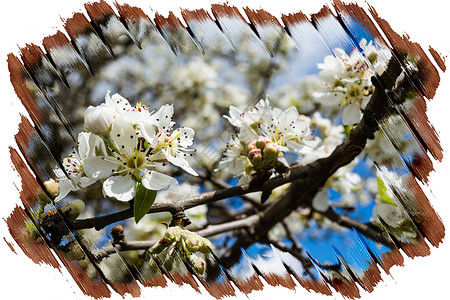 边框素材春天果树花的边框背景
