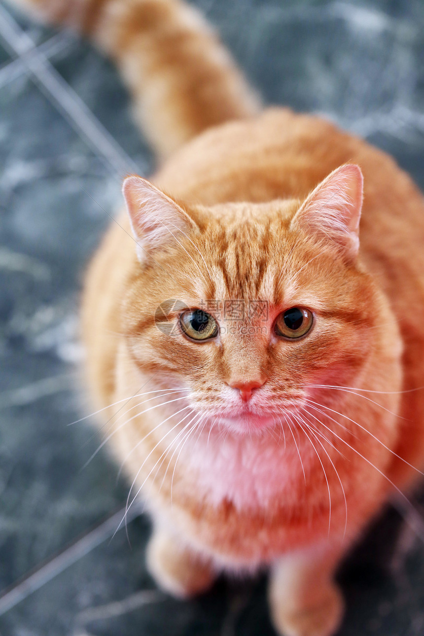 可爱的猫在地板上耳朵猫咪动物眼睛大理石鼻子宠物小猫尾巴小胡子图片