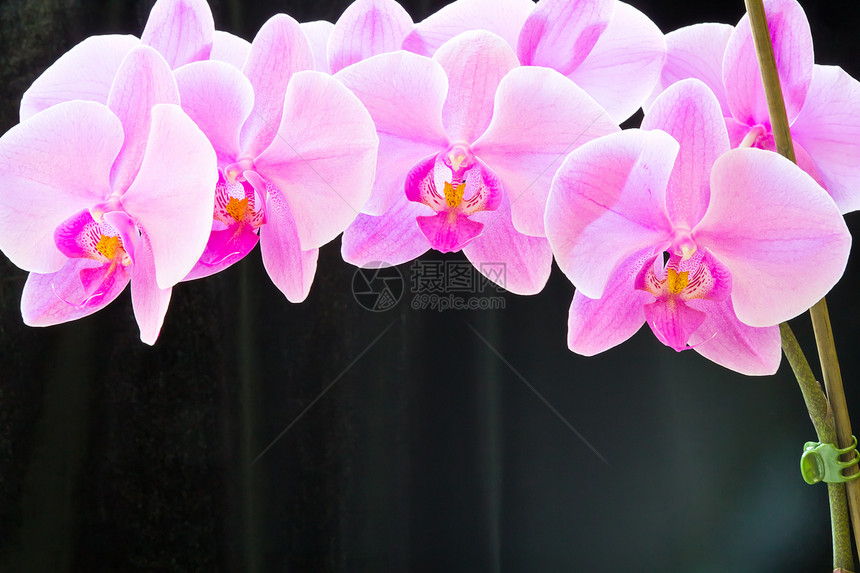 粉红色兰花植物紫色情调花瓣植物学异国粉色图片