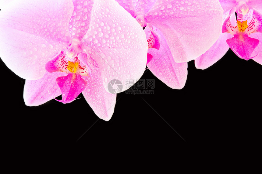 粉红色兰花紫色植物粉色花瓣植物学情调异国图片
