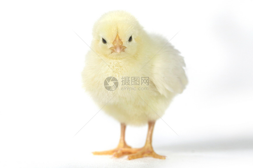 白色背景的可爱小鸡鸡宝宝毛皮羽毛婴儿动物翅膀生物居住乐趣家畜家禽图片