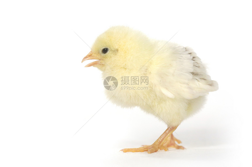 白色背景的可爱小鸡鸡宝宝家畜生物生长动物生活毛皮婴儿新生乐趣家禽图片