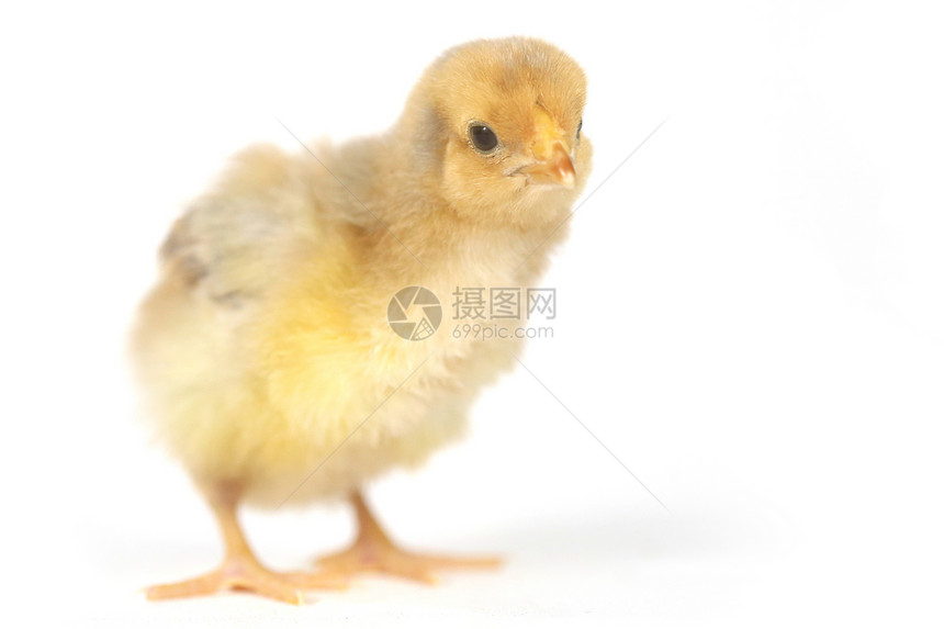 白色背景的可爱小鸡鸡宝宝工作室毛皮动物家禽翅膀羽毛乐趣婴儿农场生长图片