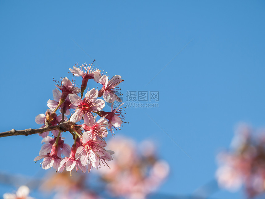 紧贴美丽的樱花花蓝色旅行花园植物植物学樱花季节粉色花瓣团体图片