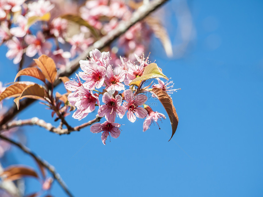 紧贴美丽的樱花花团体旅行蓝色公园花瓣季节性樱花粉色植物学植物图片