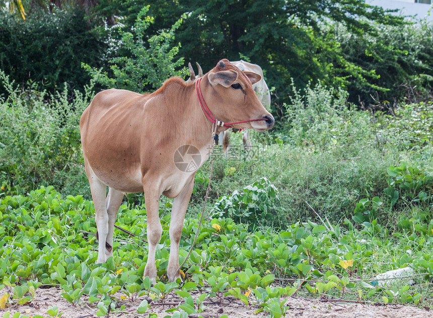 年轻奶牛白色奶制品农业绿色动物家畜哺乳动物场地乡村农村图片