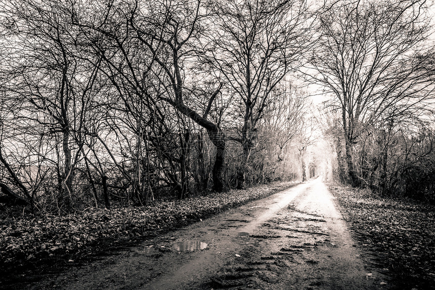 一条路的黑白照片用光包围了我的树图片