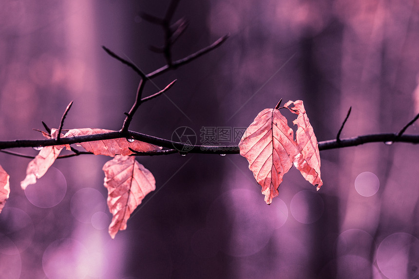 树枝上挂着的秋叶太阳紫色植物树叶季节森林叶子公园枝条生态图片