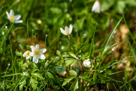 白头翁阿尔宾娜森林地板上的花朵阿尼莫娜背景