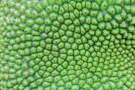 杰克水果皮宏观痘痘船体热带农业植物菠萝蜜绿色皮肤植被背景图片
