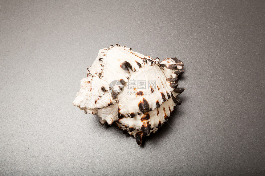 贝壳牌壳类材料自然海洋动物群野生动物贝类动物粉饰图片