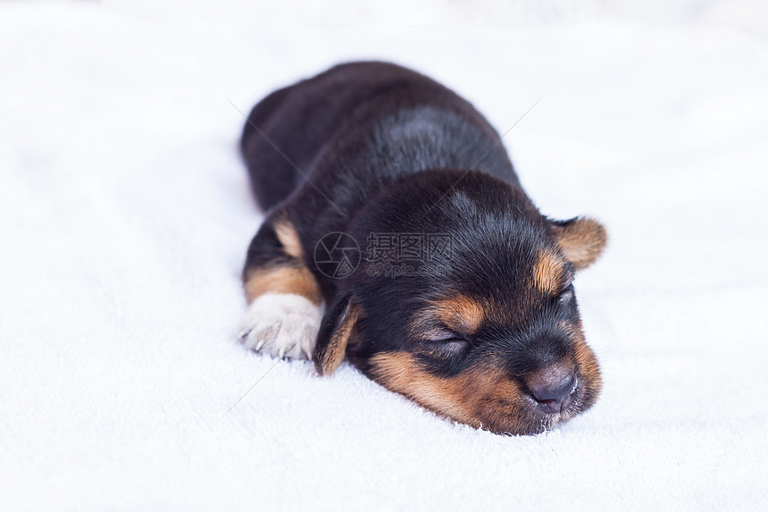 睡小狗睡眠动物犬类宠物哺乳动物图片